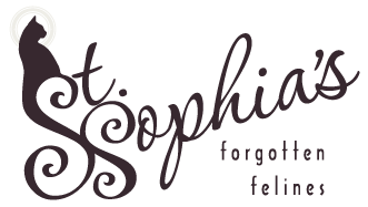 Feature Image for St. Sophia's Forgotten Felines